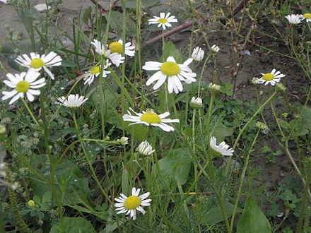 Mayweed 